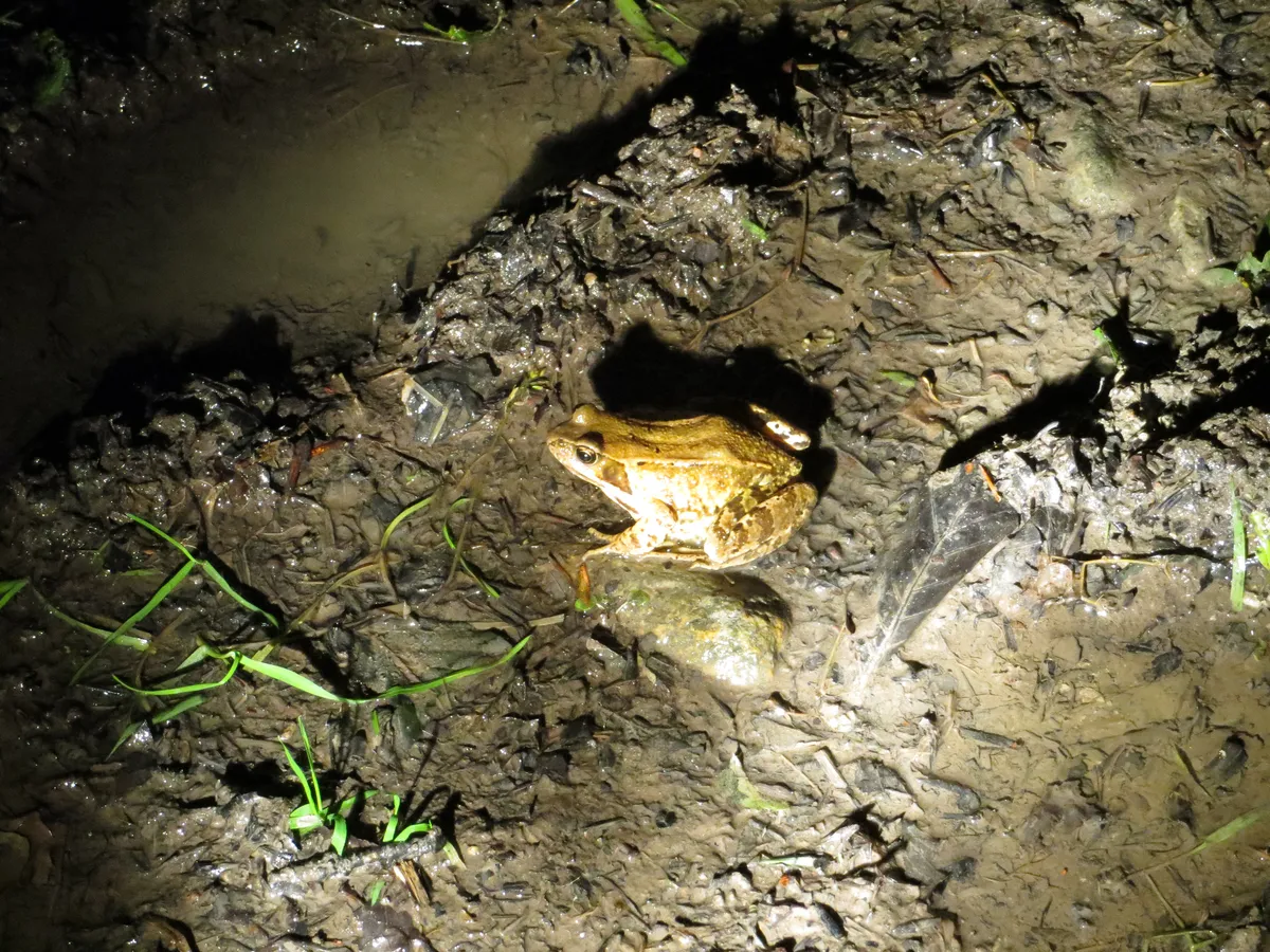 Sauter's Frog