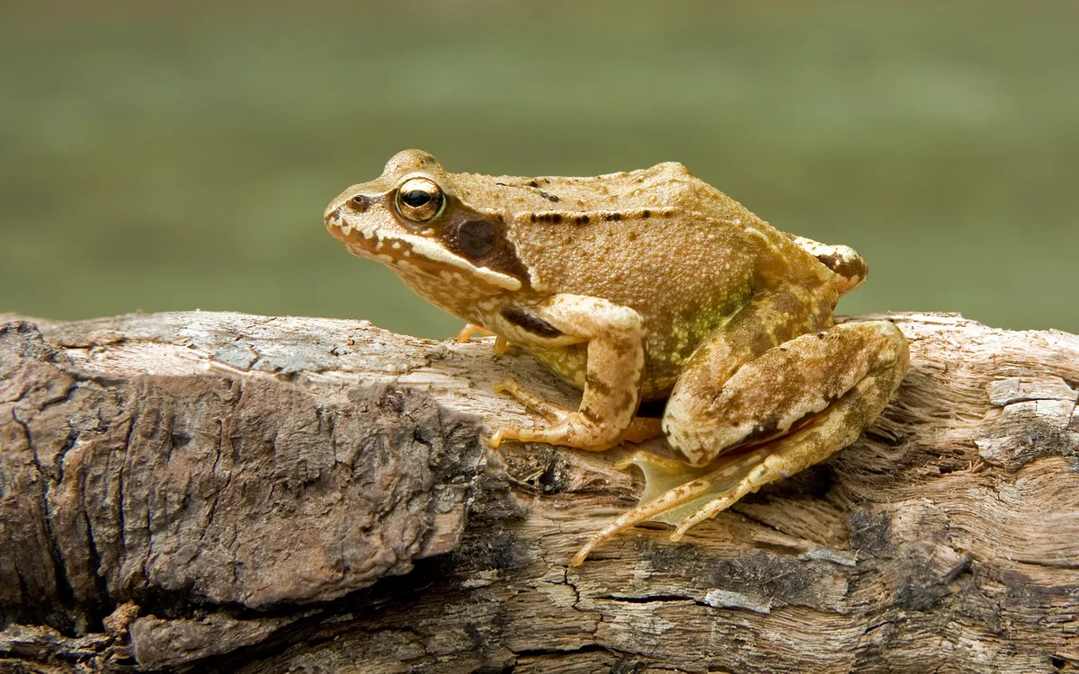 Sauter's Frog