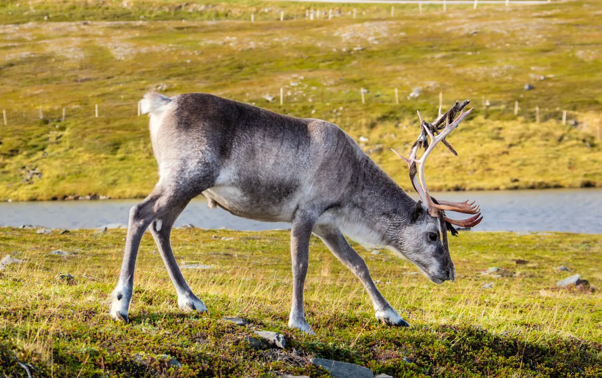 Reindeer