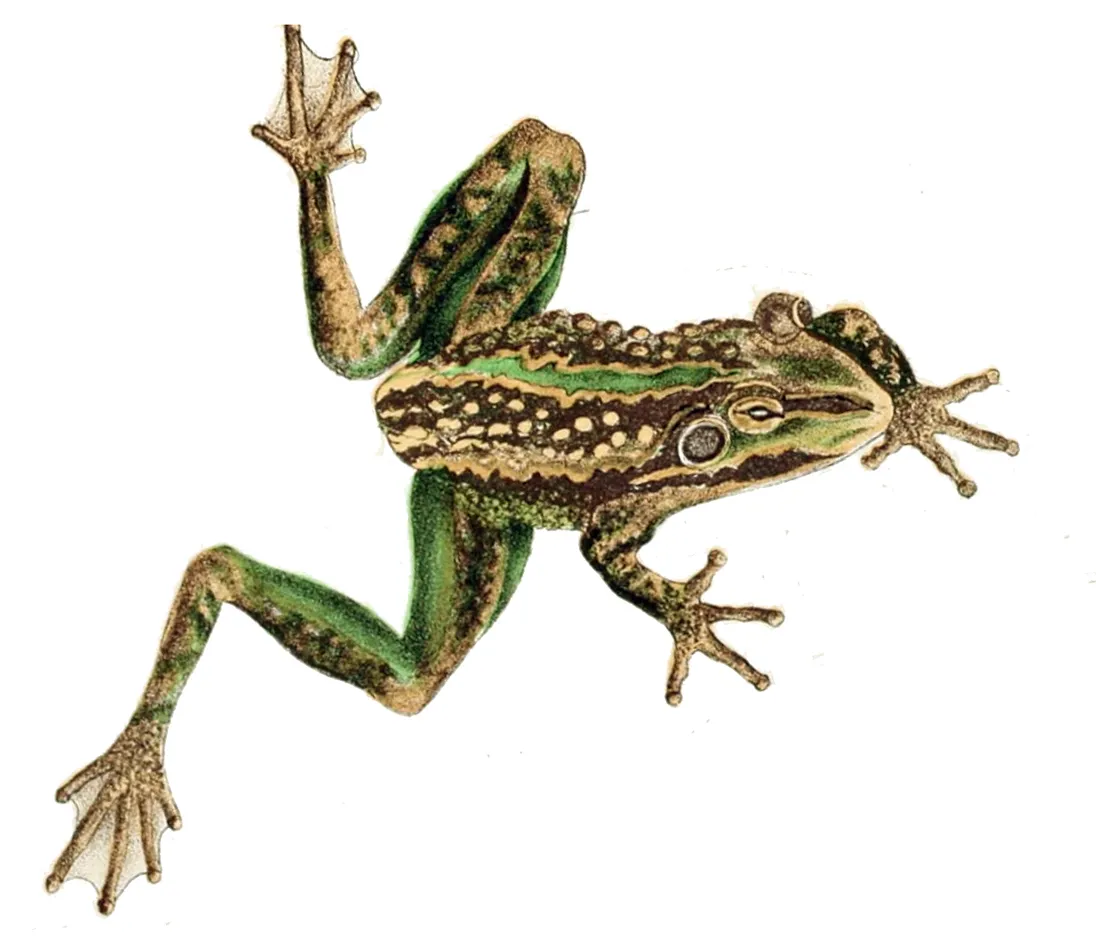 Rana Campana Verde y Dorada