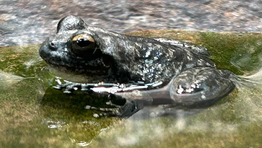 Ranoidea booroolongensis