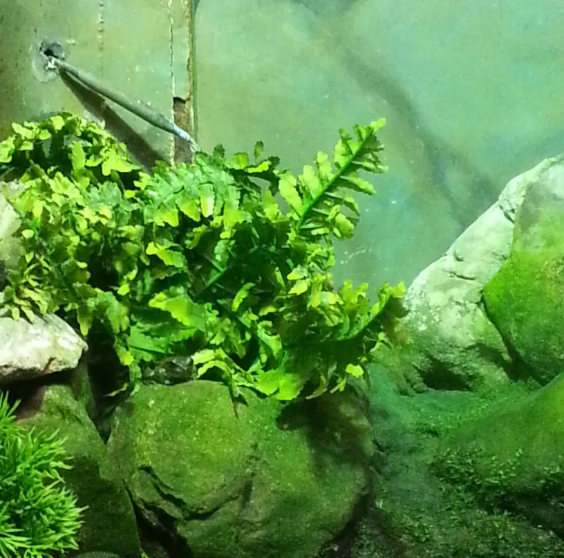 Rana Arbórea de Boorolong