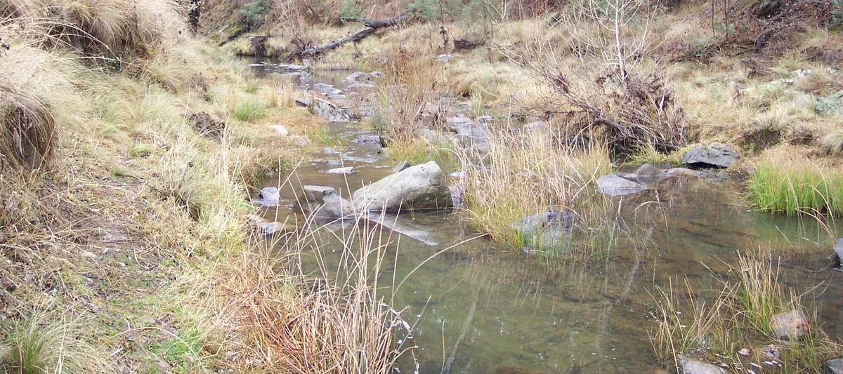 Rana Arbórea de Boorolong