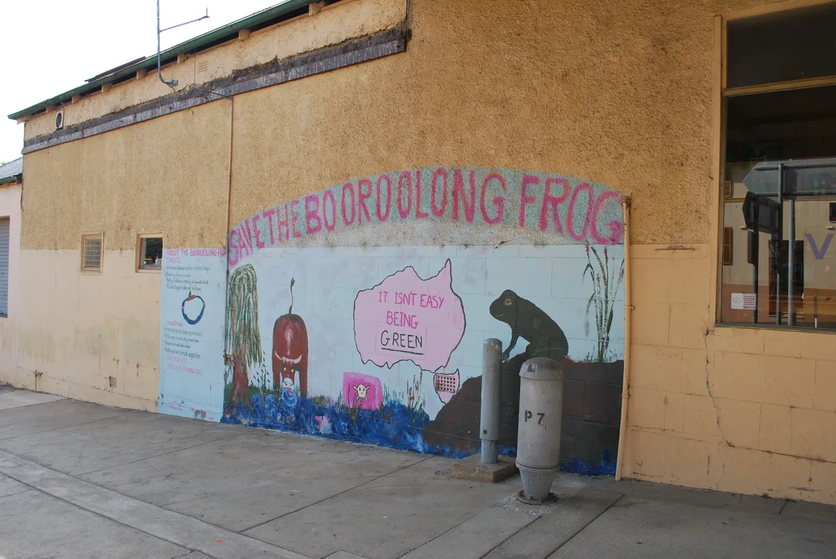 Rana Arbórea de Boorolong