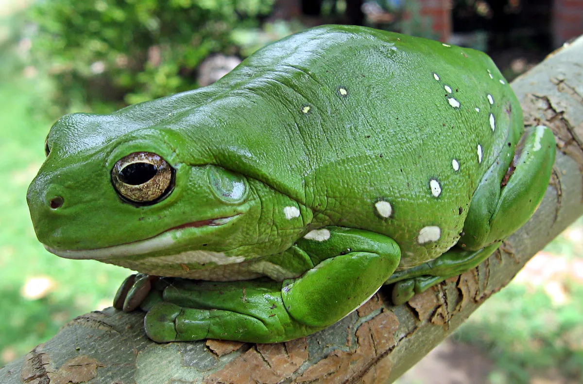 Blue Mountains Tree Frog