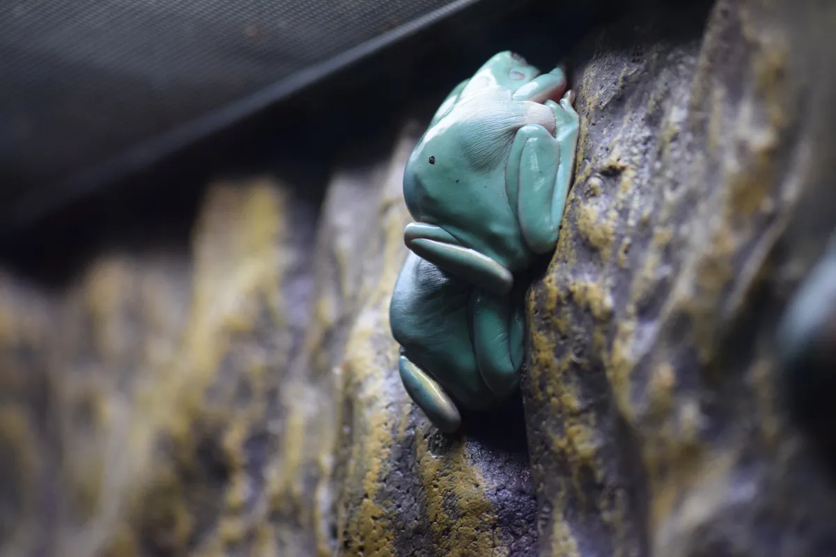 Blue Mountains Tree Frog