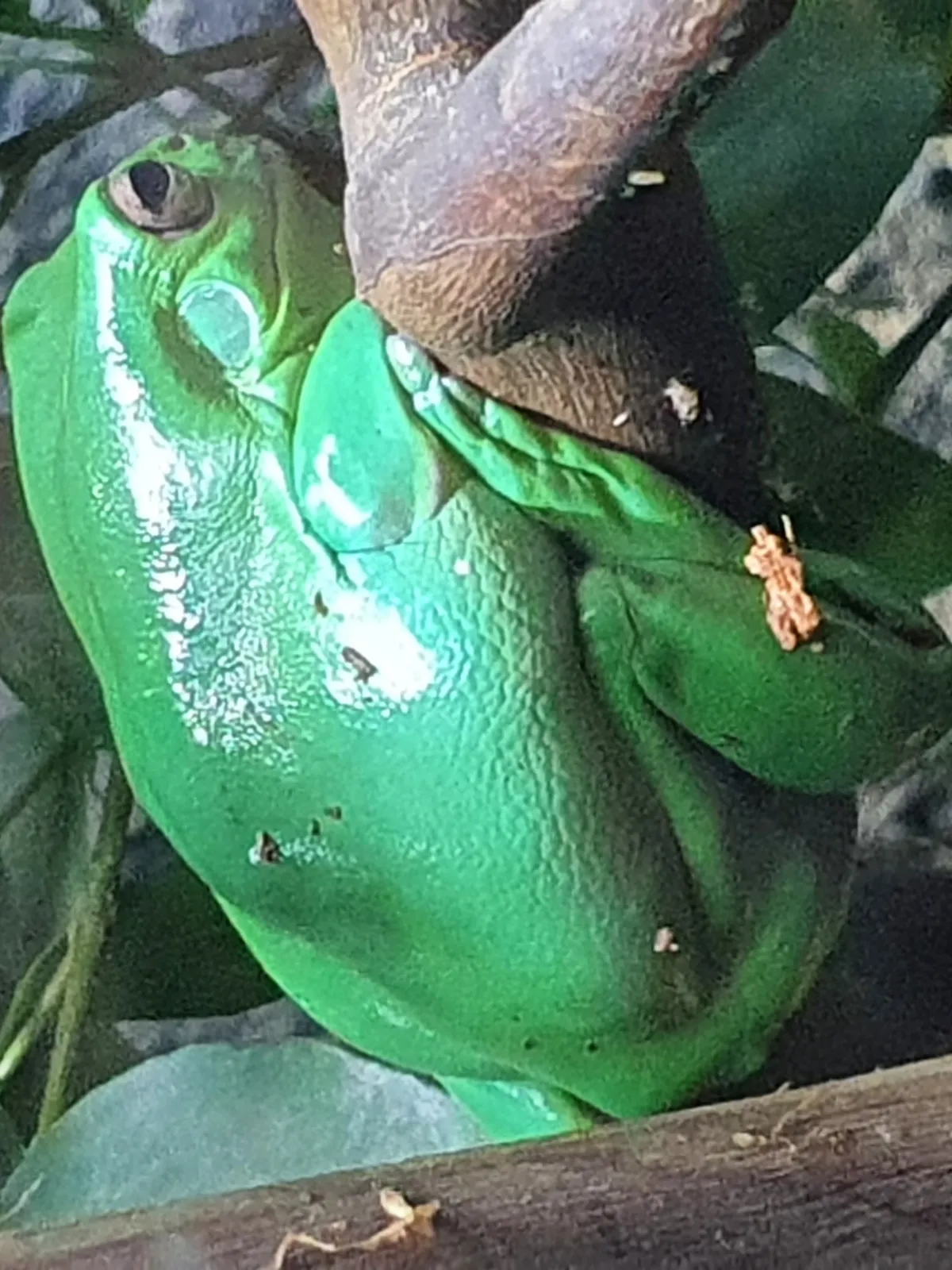 Blue Mountains Tree Frog