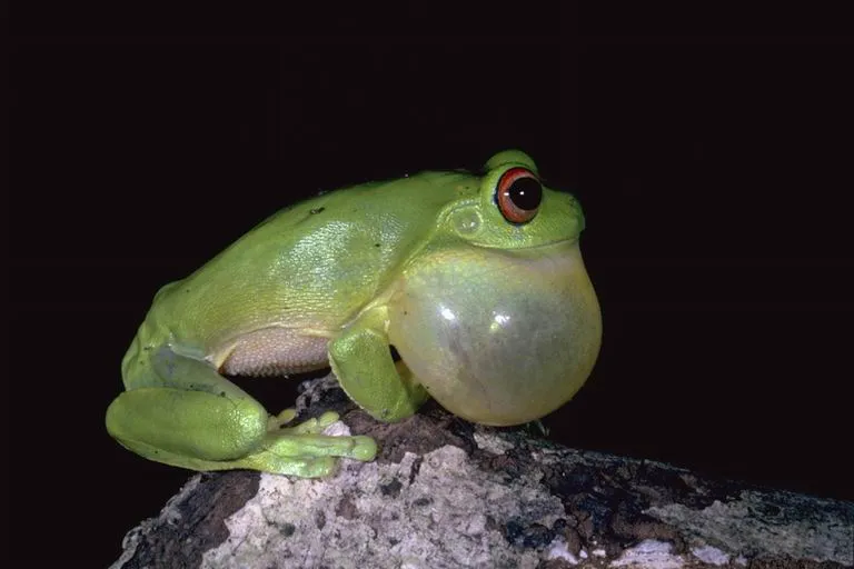 Rana Verde Arborícola