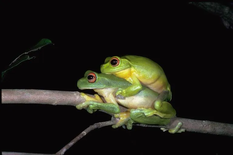 Rana Verde Arborícola