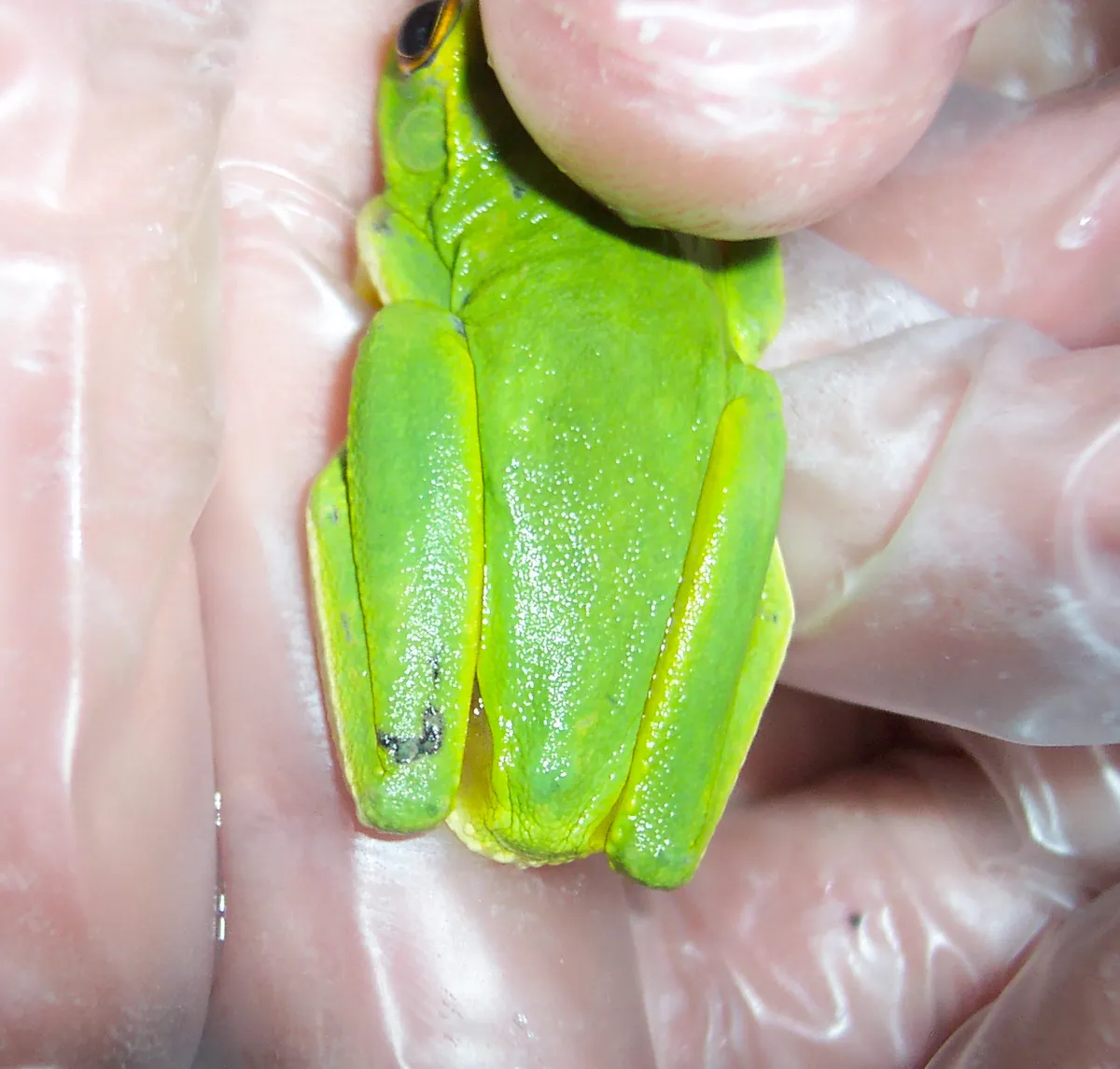 Rana Arbórea Grácil