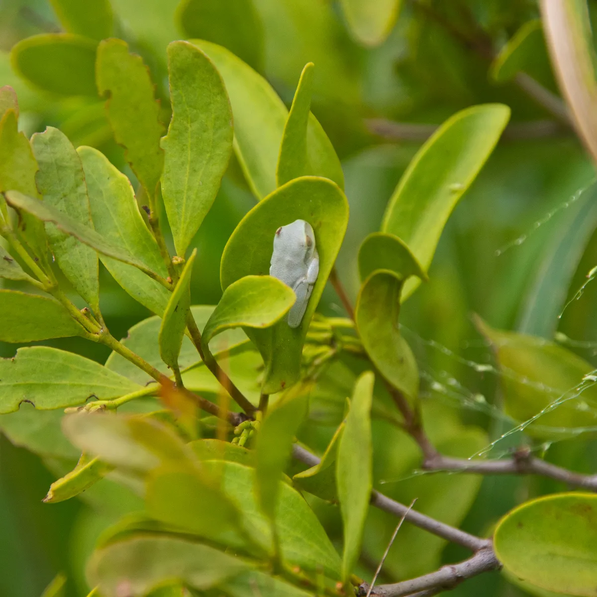 Rana Arbórea Grácil