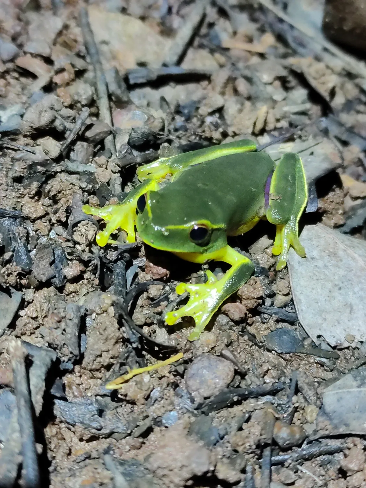 Rana Arbórea Grácil