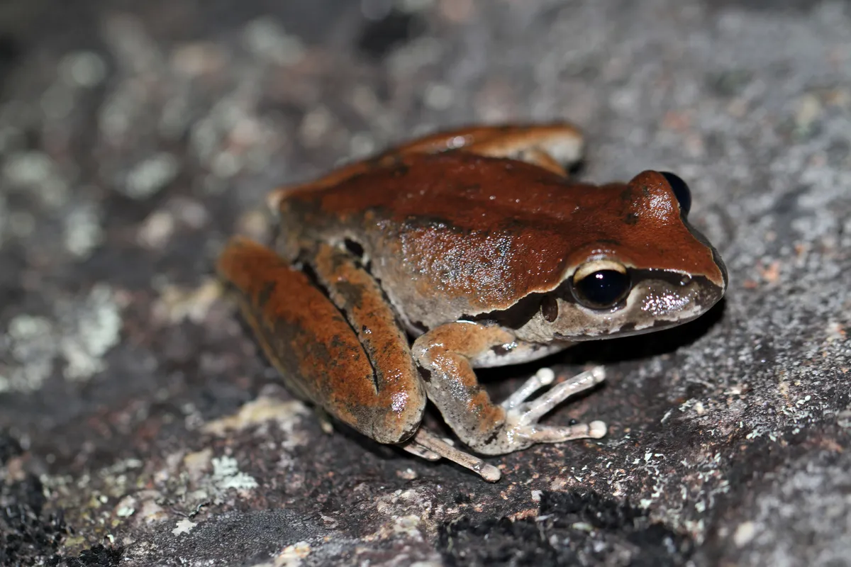 Rana Arbórea de Lesueur