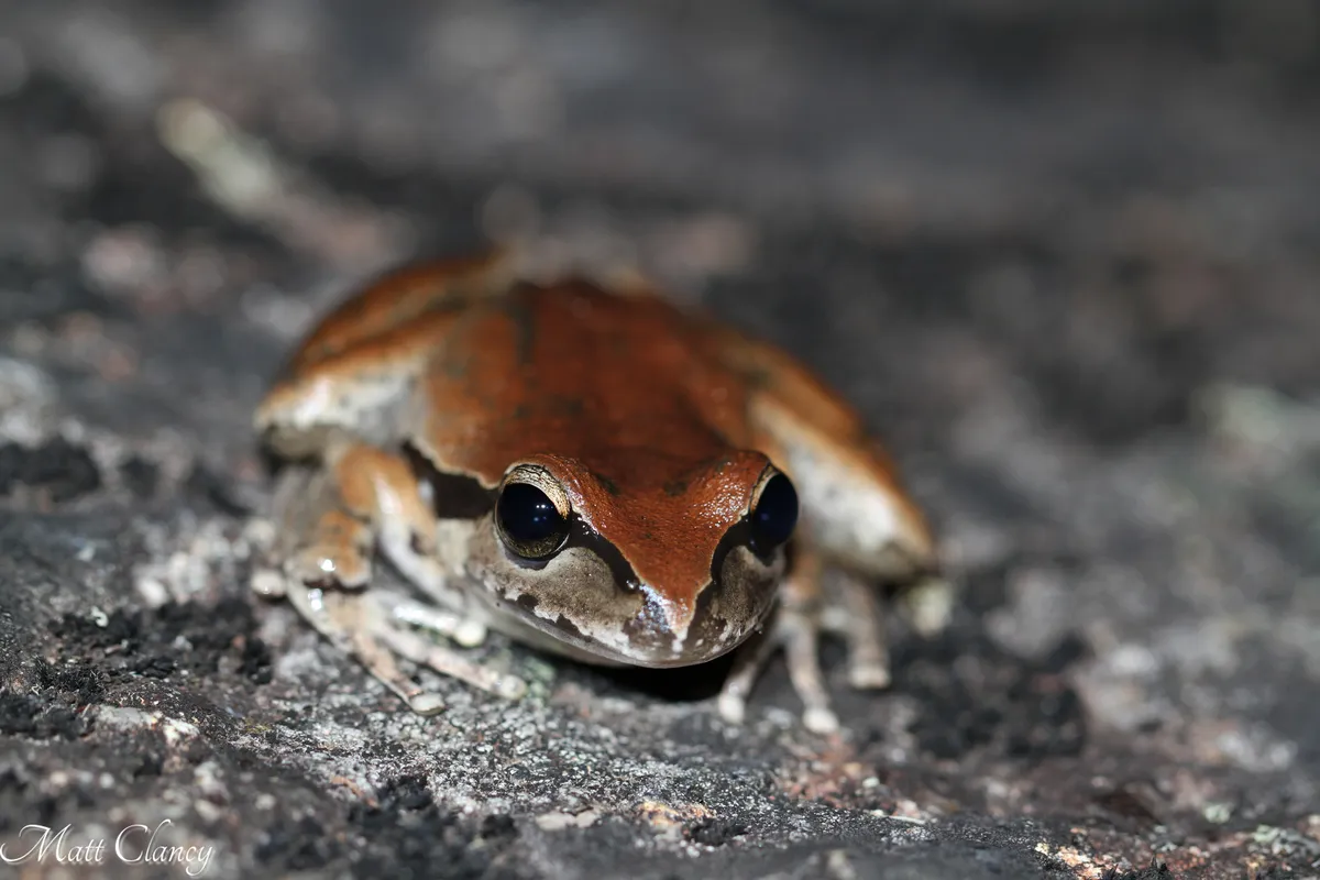 Rana Arbórea de Lesueur