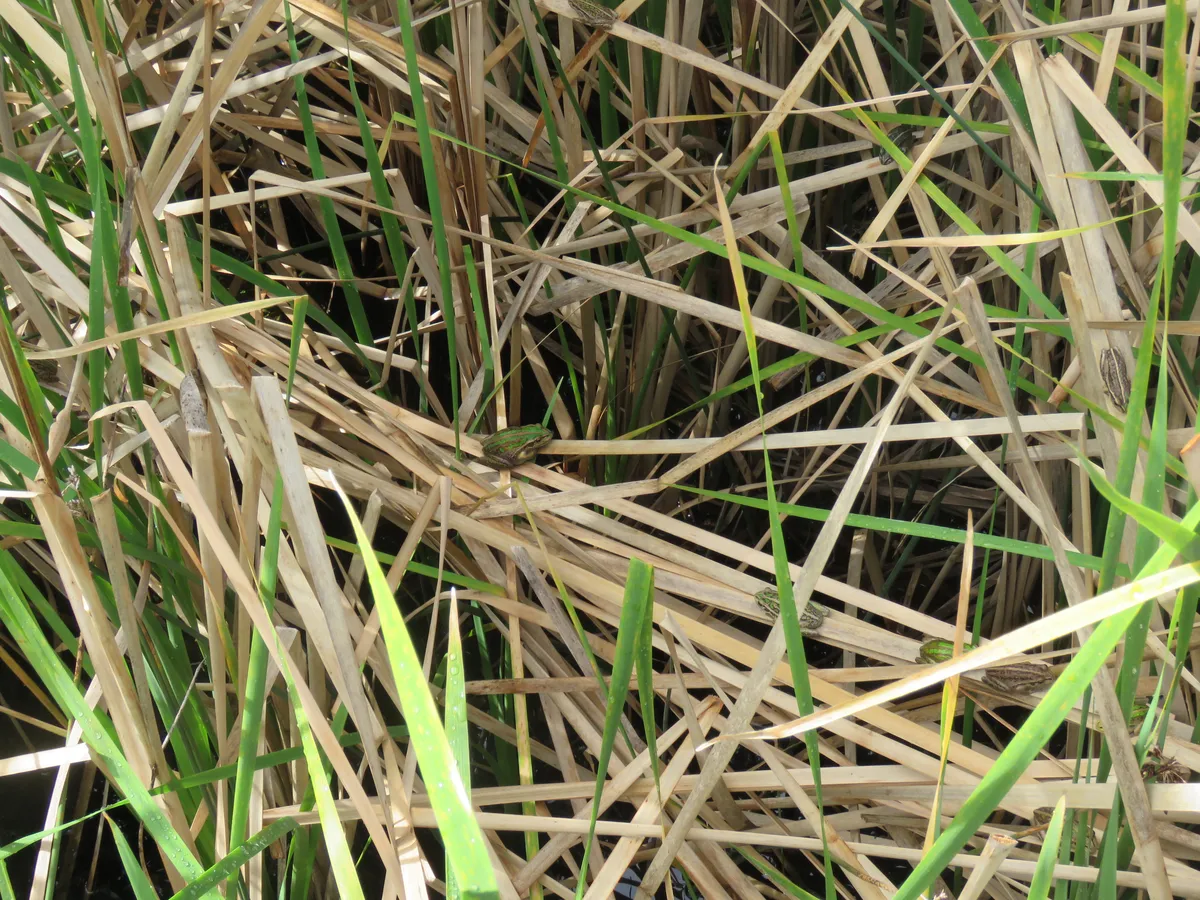 Rana Arbórea de Moore