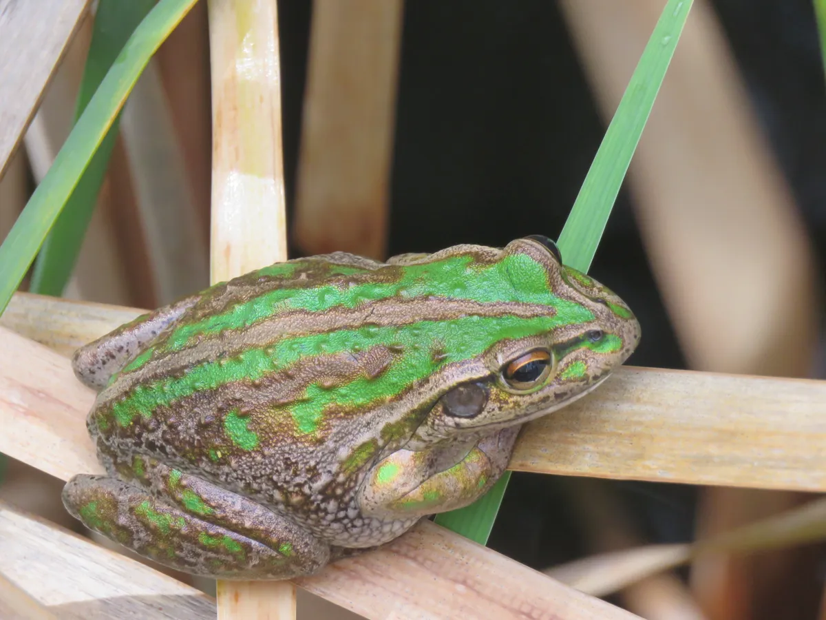 Rana Arbórea de Moore