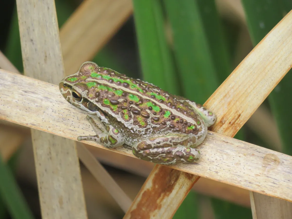 Rana Arbórea de Moore