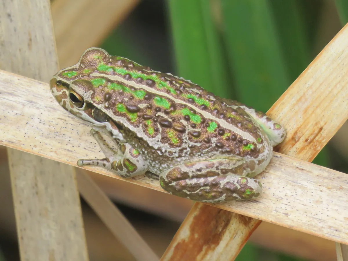 Rana Arbórea de Moore