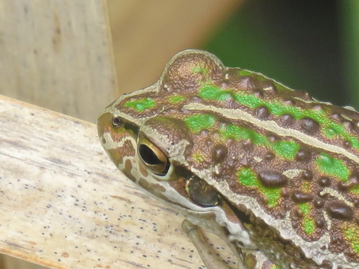 Rana Arbórea de Moore