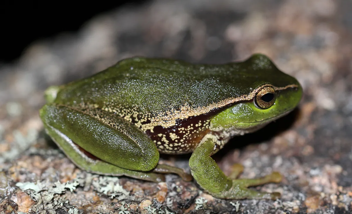 Rana Arbórea de Dedos Desnudos