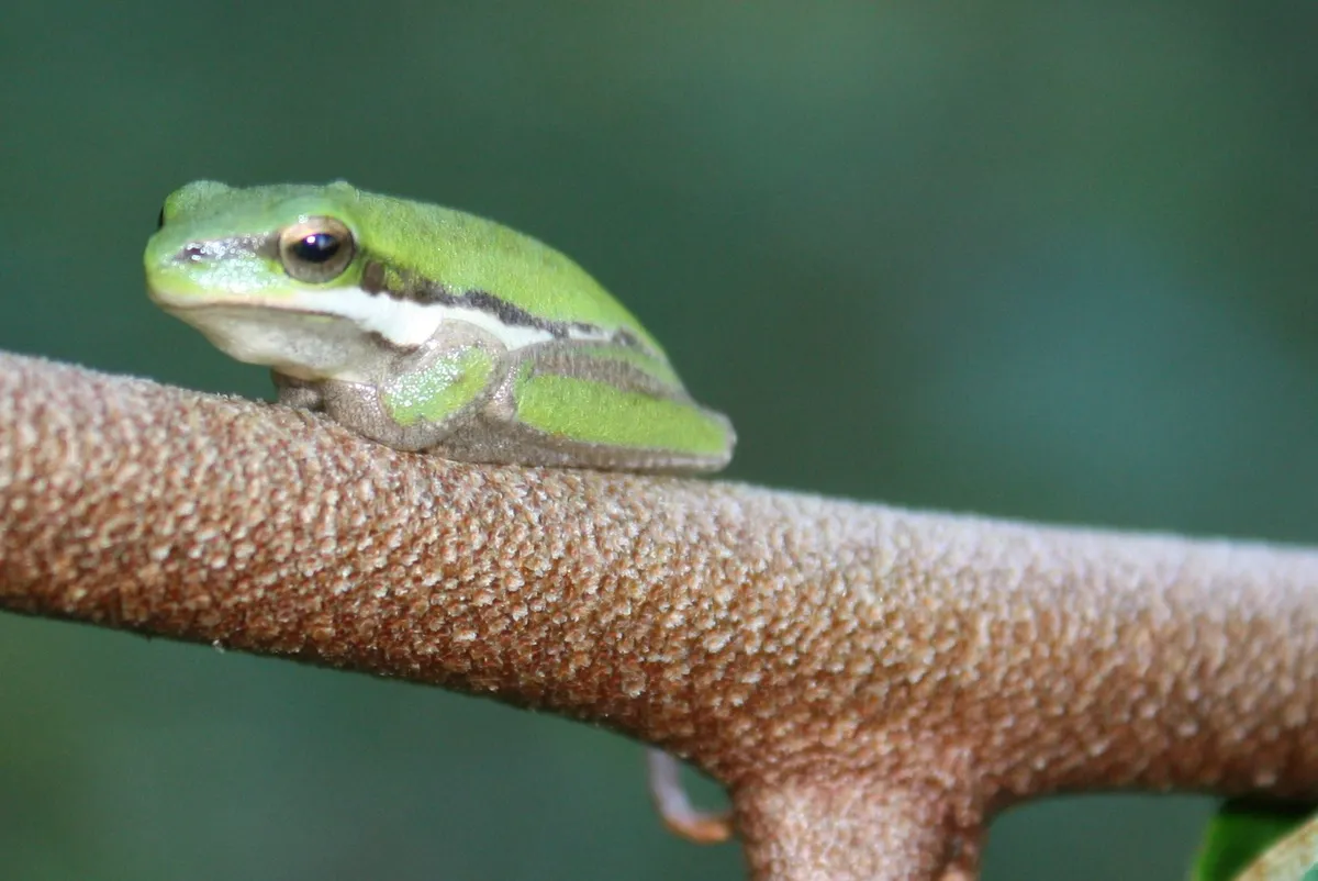 Pearson's Tree Frog