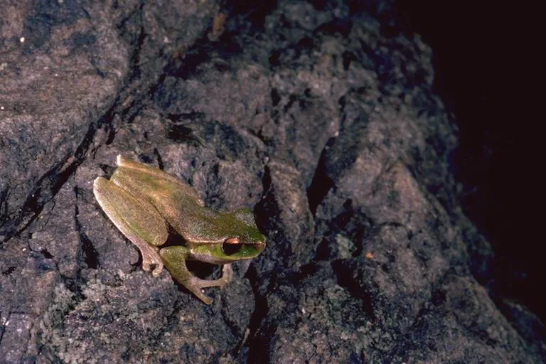 Pearson's Tree Frog
