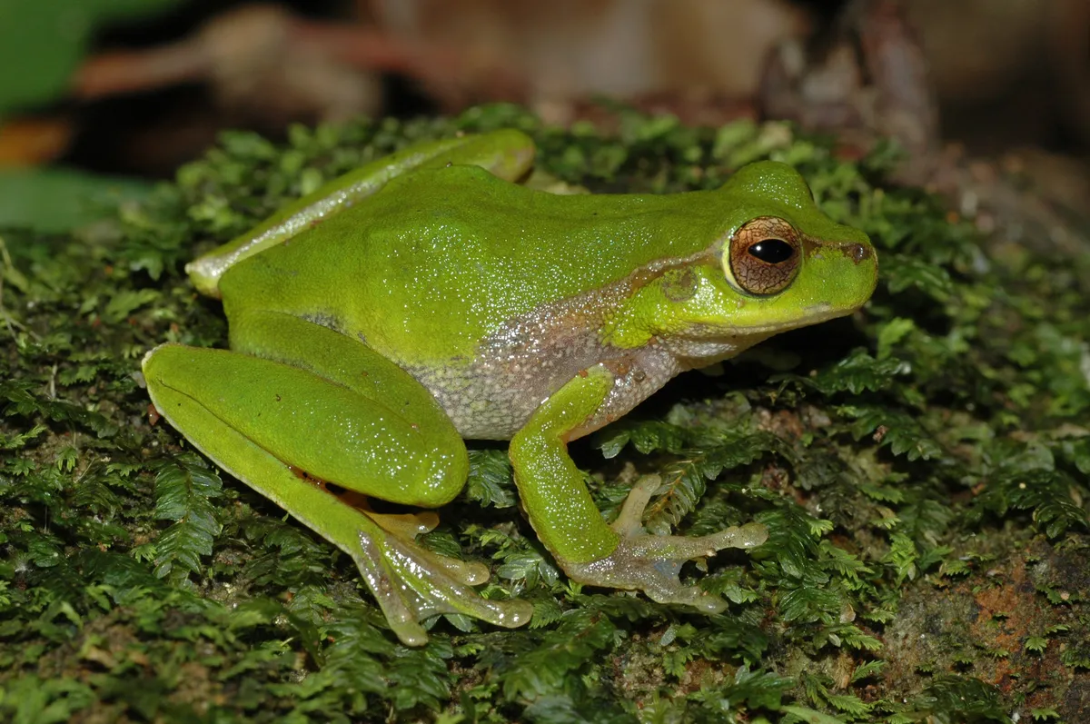 Pearson's Tree Frog