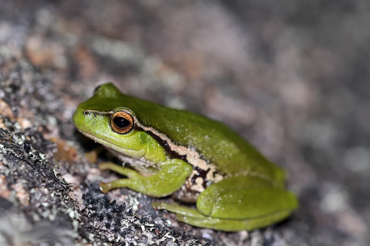 Ranoidea phyllochroa