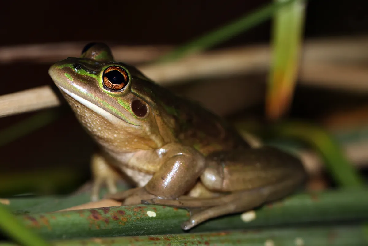 Rana Arbórea Gritona del Sur