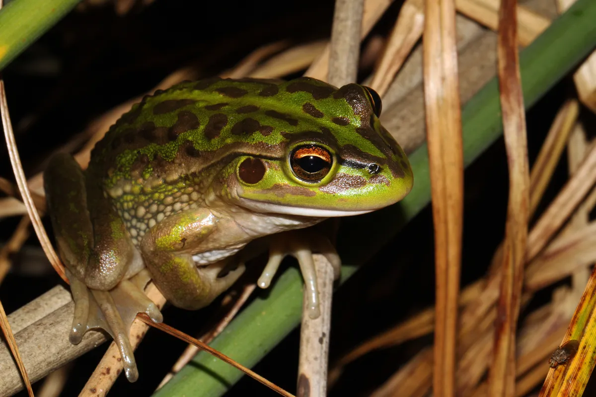 Rana Arbórea Gritona del Sur