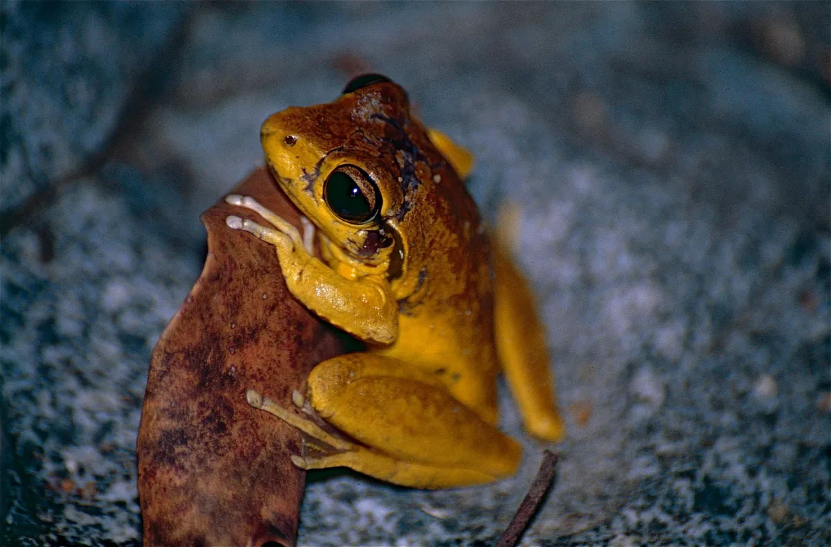 Rana Arbórea de Wilcox