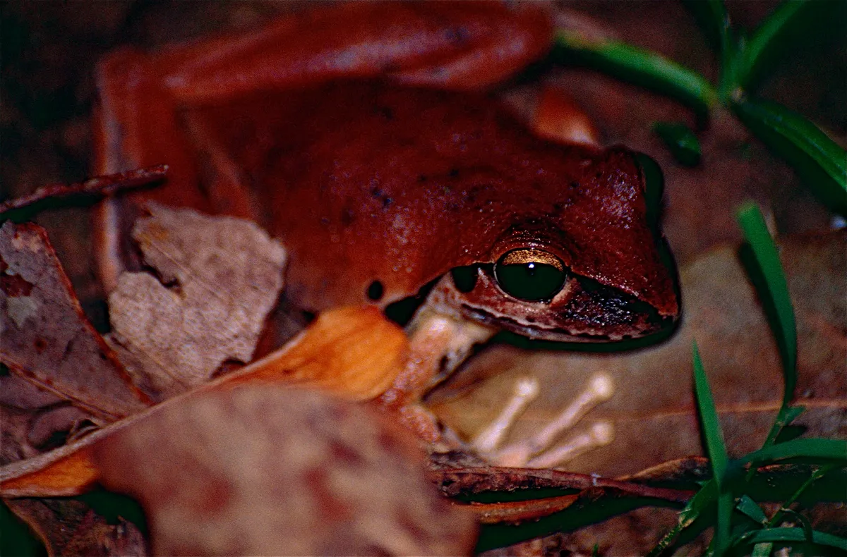 Rana Arbórea de Wilcox