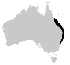 Rana Arbórea de Wilcox