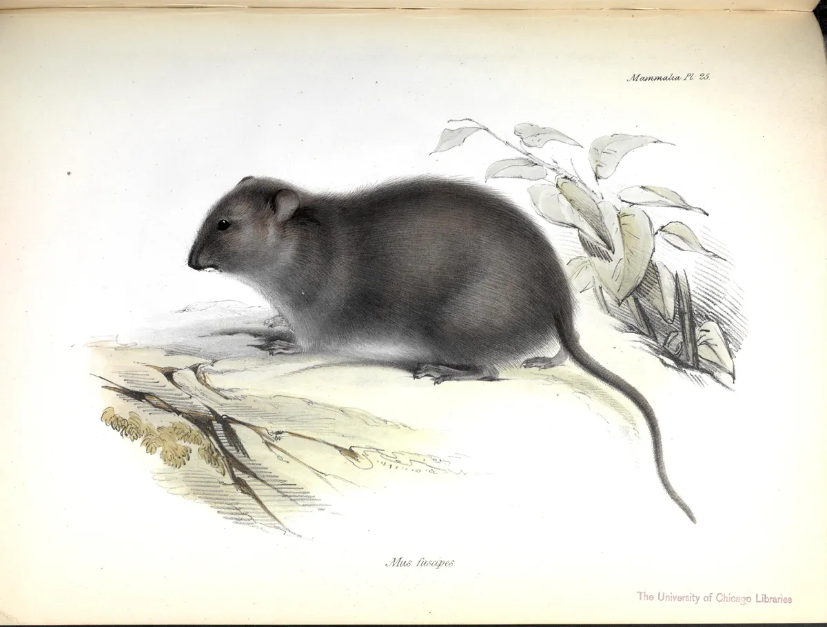 Australian Bush Rat
