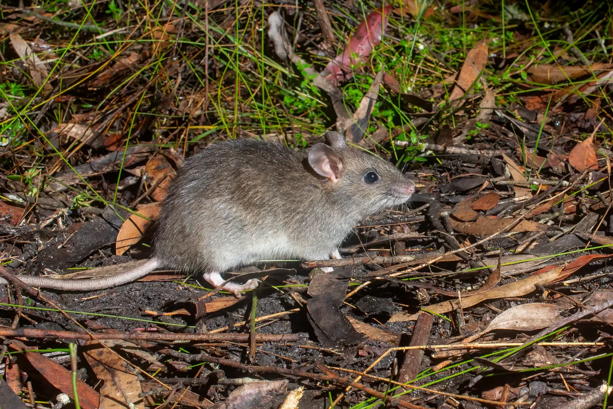 Australian Bush Rat