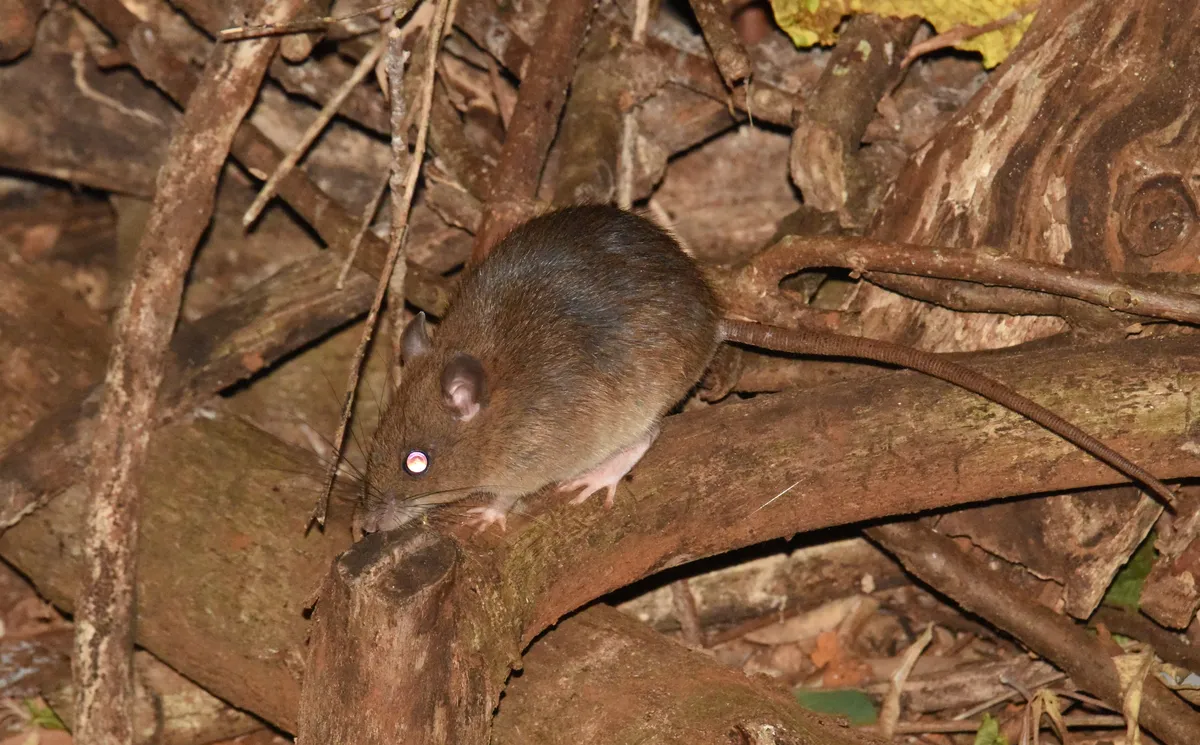 Australian Bush Rat