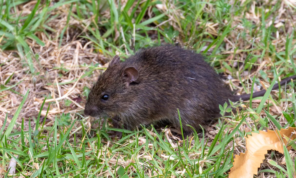 Rata de Pantano Australiana
