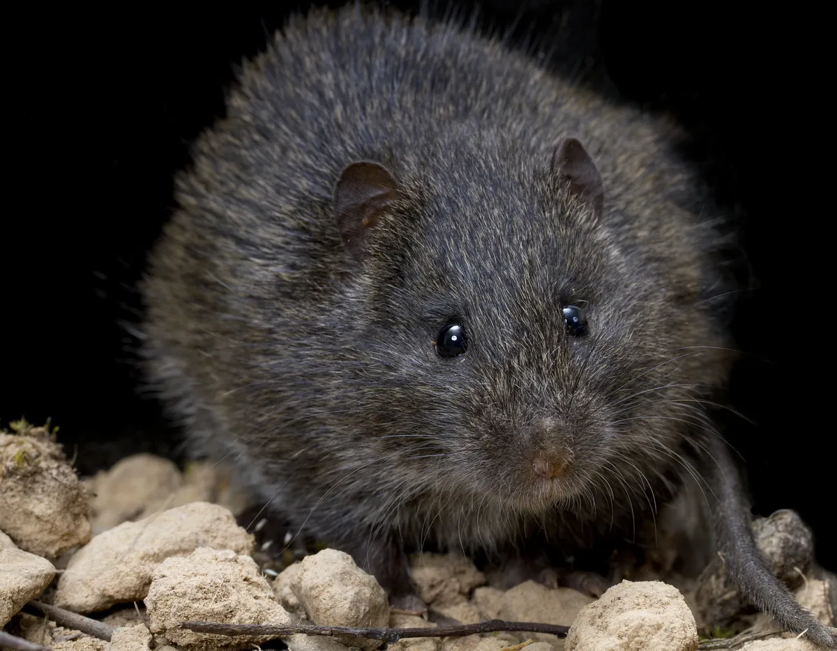 Rata de Pantano Australiana