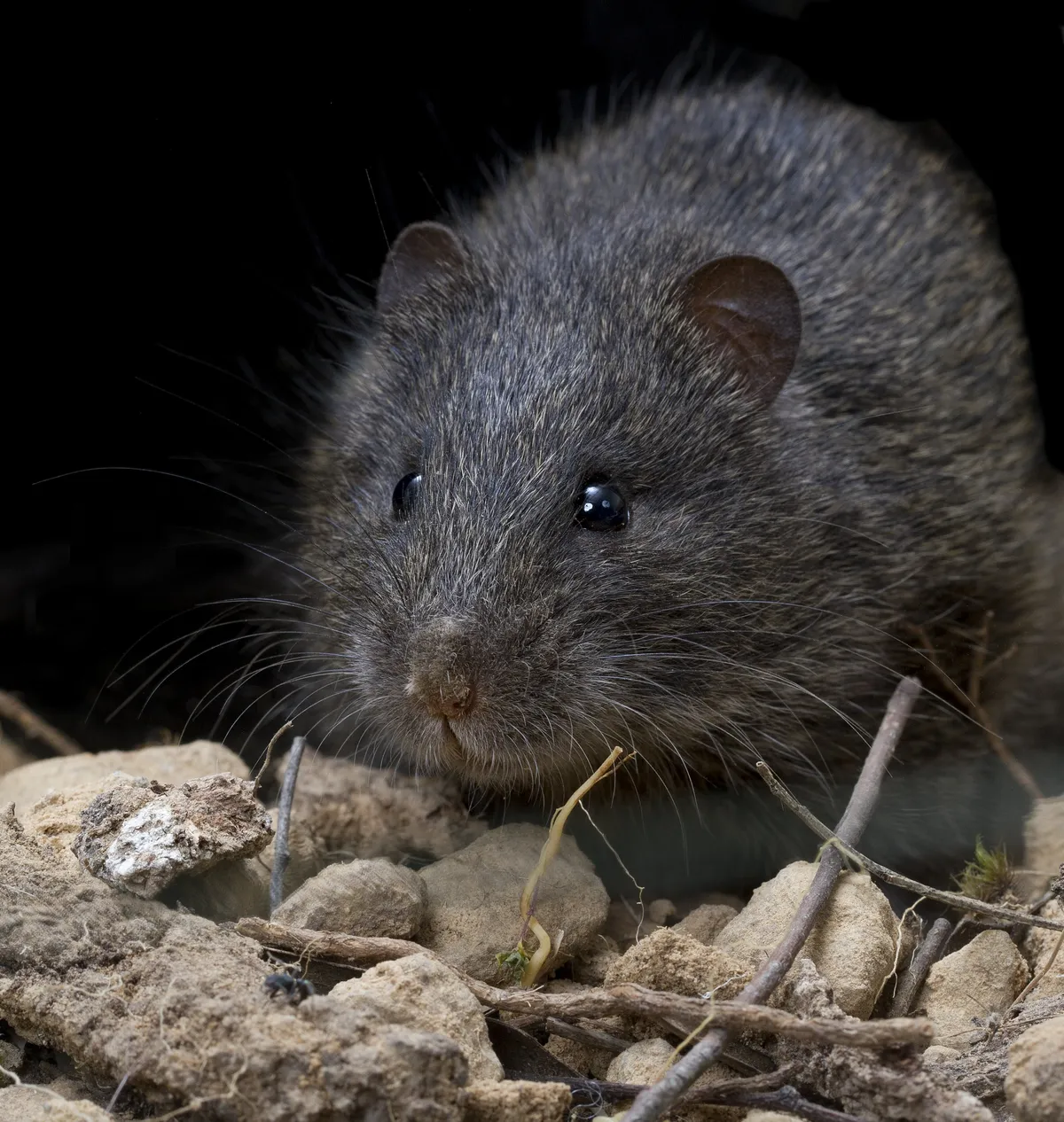 Rata de Pantano Australiana