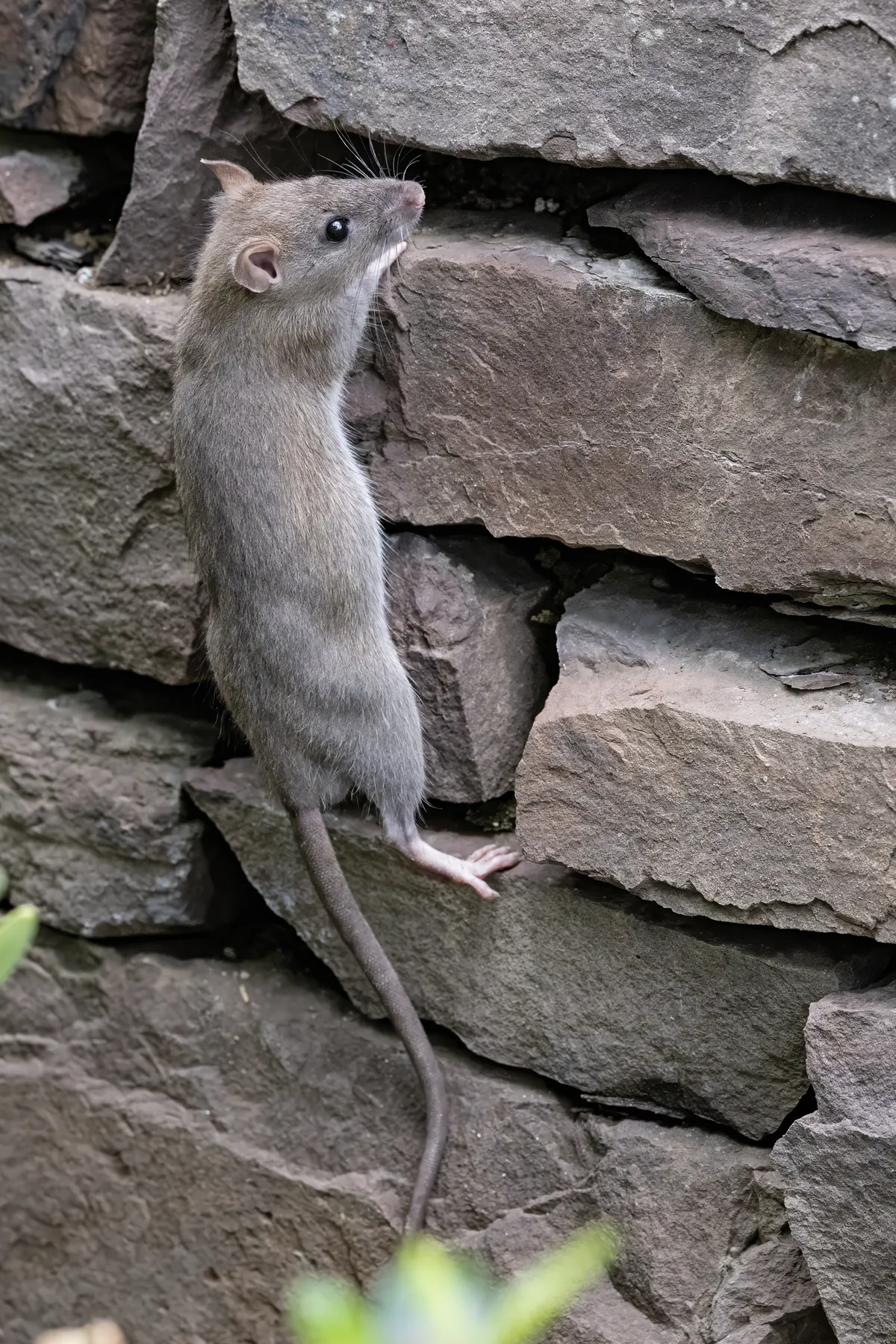 Brown Rat