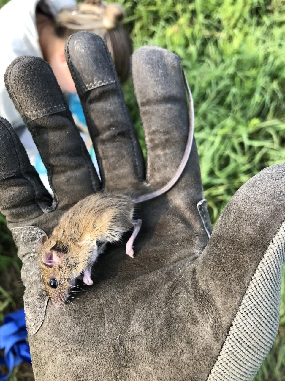 Ratón Cosechero Fulvo