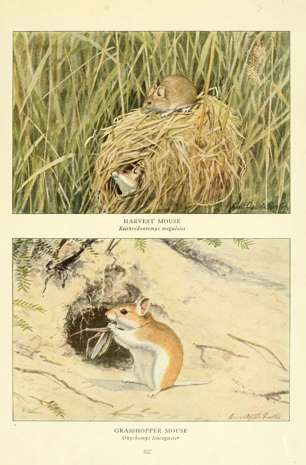 Western Harvest Mouse