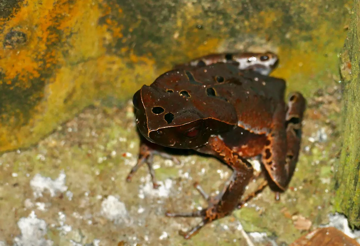 Blackbelly toad