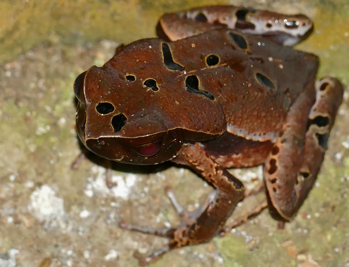 Blackbelly toad