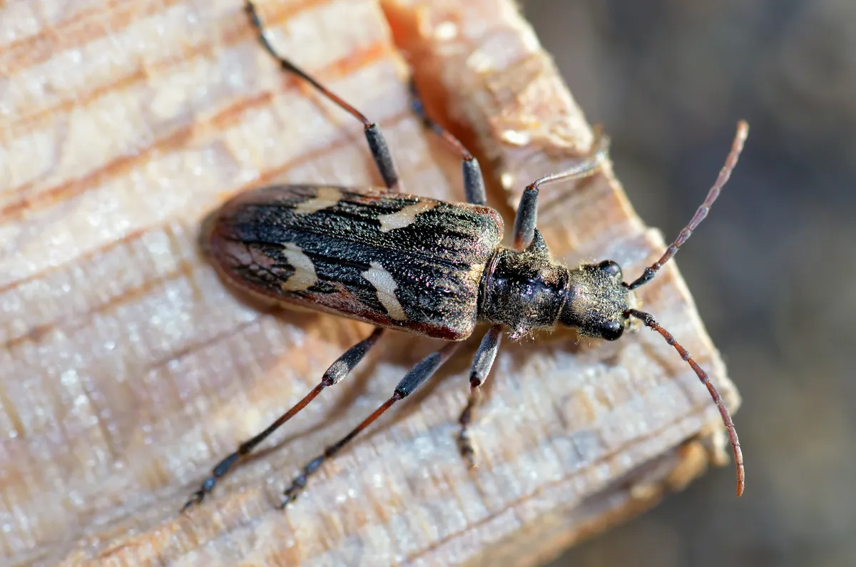 Two-banded Longhorn Beetle