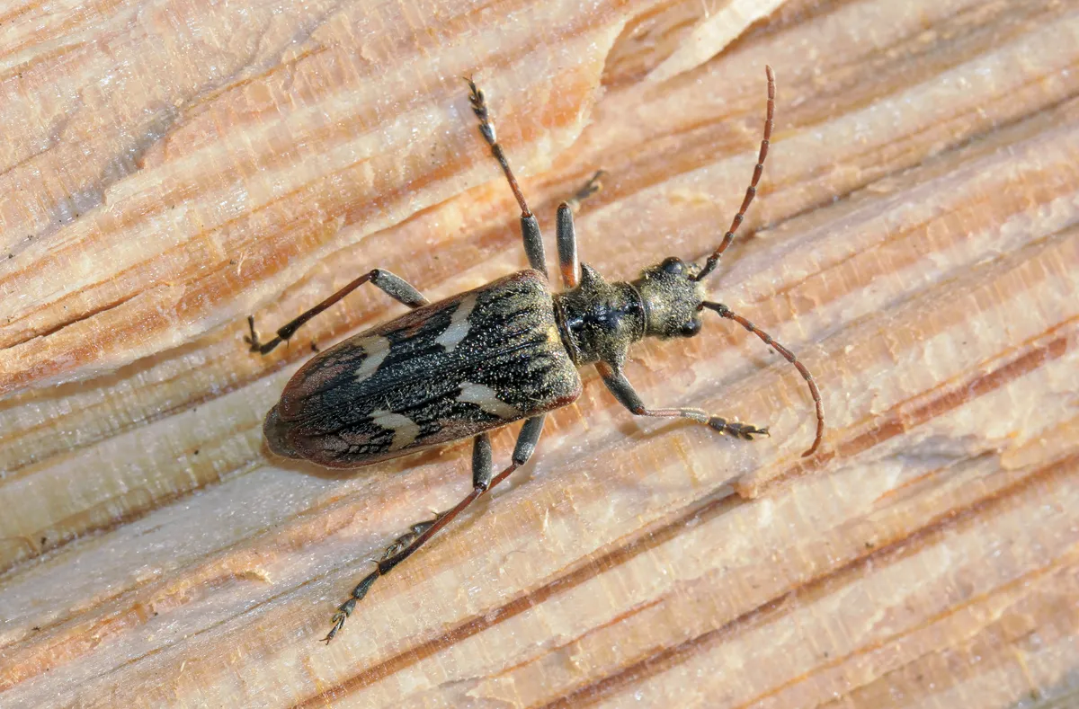 Two-banded Longhorn Beetle