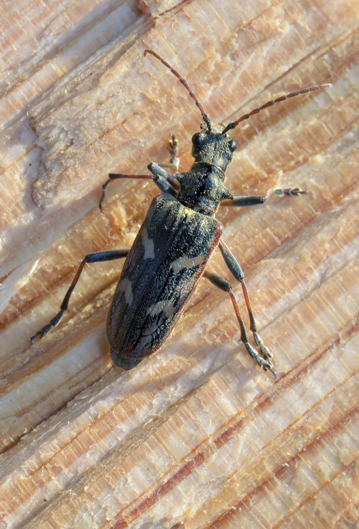 Two-banded Longhorn Beetle