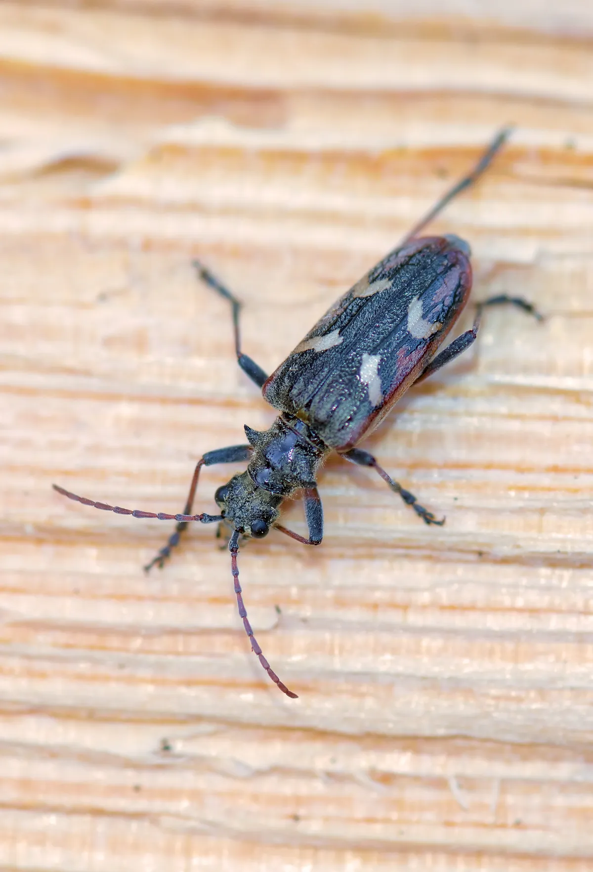 Two-banded Longhorn Beetle