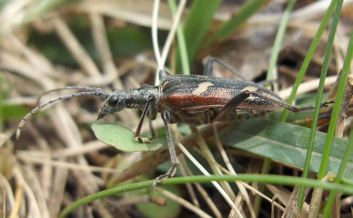 Two-banded Longhorn Beetle