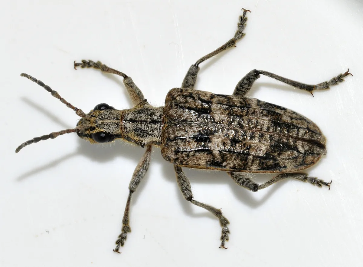 Rhagium inquisitor